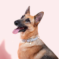 Dog Collar (M/L) - Lark & Lily Boutique