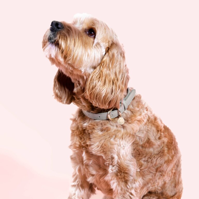 Dog Collar (S/M) - Lark & Lily Boutique